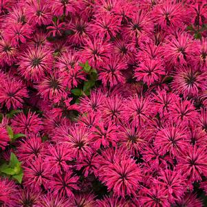 MONARDA `LEADING LADY RAZZBERRY`