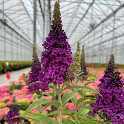 BUDDLEIA X `BIRTHDAY CAKE`