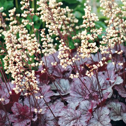 HEUCHERA CITY `SHANGHAI`