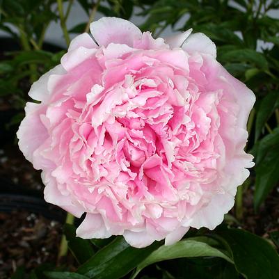 Peony ‘Sarah Bernhardt’ 3gal Bio