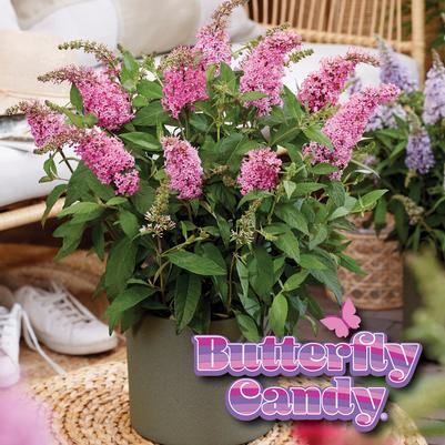 BUDDLEIA DAVIDII BUTTERFLY CANDY `LIL TAFFY`