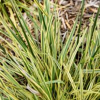 FESTUCA A. `PERFECT EDGING`