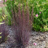 SCHIZACHYRIUM SCOPARIUM `CINNAMON STICKS`