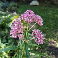 Asclepias incarnata 3.42L