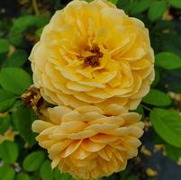 ROSA `TEASING GEORGIA` - CL