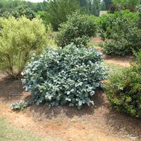 FOTHERGILLA gardenii. Blue Shadow-Dwarf fothergilla
