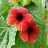 THUNBERGIA ASST