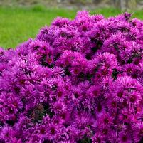 ASTER NOVAE-ANGLIAE `PINK CRUSH`