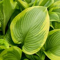 HOSTA SHADOWLAND `LONE STAR`