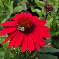 ECHINACEA SUNMAGIC `VINTAGE HOT RED`