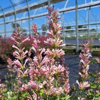 AGASTACHE `PINK PEARL`-Hyssop