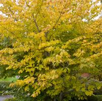 HAMAMELIS VIRGINIANA