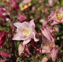 AQUILEGIA `BIEDERMEIR`