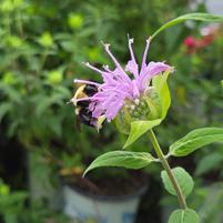 Monarda fistulosa Eco59 3.42 L