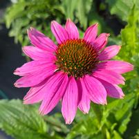 ECHINACEA PURPUREA - 3`` POT-Purple Coneflower