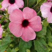 THUNBERGIA ASST