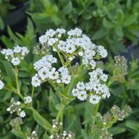 GYPSOPHILA PANICULATA FESTIVAL STAR®-Baby's Breath