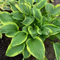 HOSTA SHADOWLAND `LONE STAR`