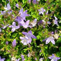 CAMPANULA POSCHARSKYANA - 3`` POT
