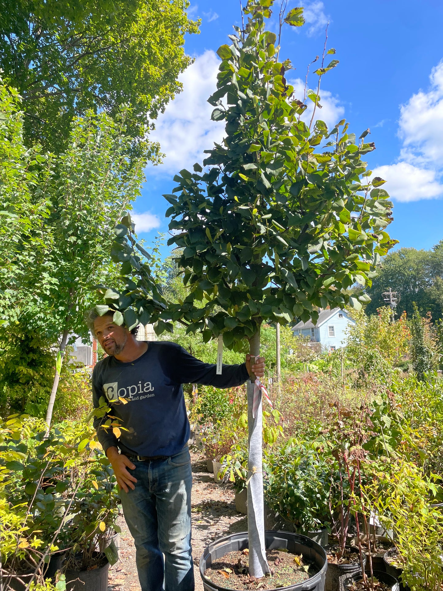 Tilia Redmond 25gal 2" 10-12'