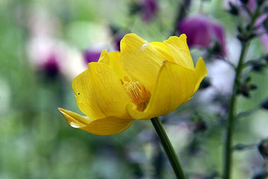 TROLLIUS X CULTORUM 'LEMON QUEEN'