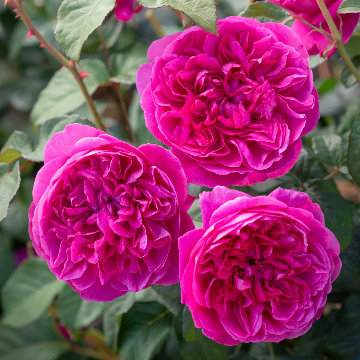 ROSA `JAMES L. AUSTIN`