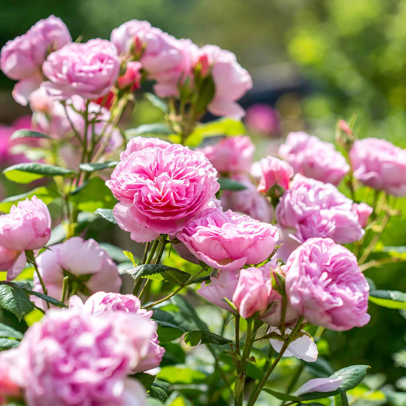 ROSA `THE ANCIENT MARINER`