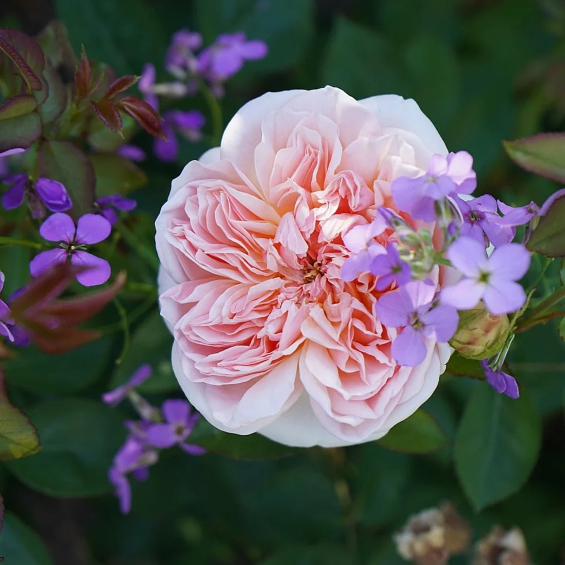 ROSA `EVELYN`