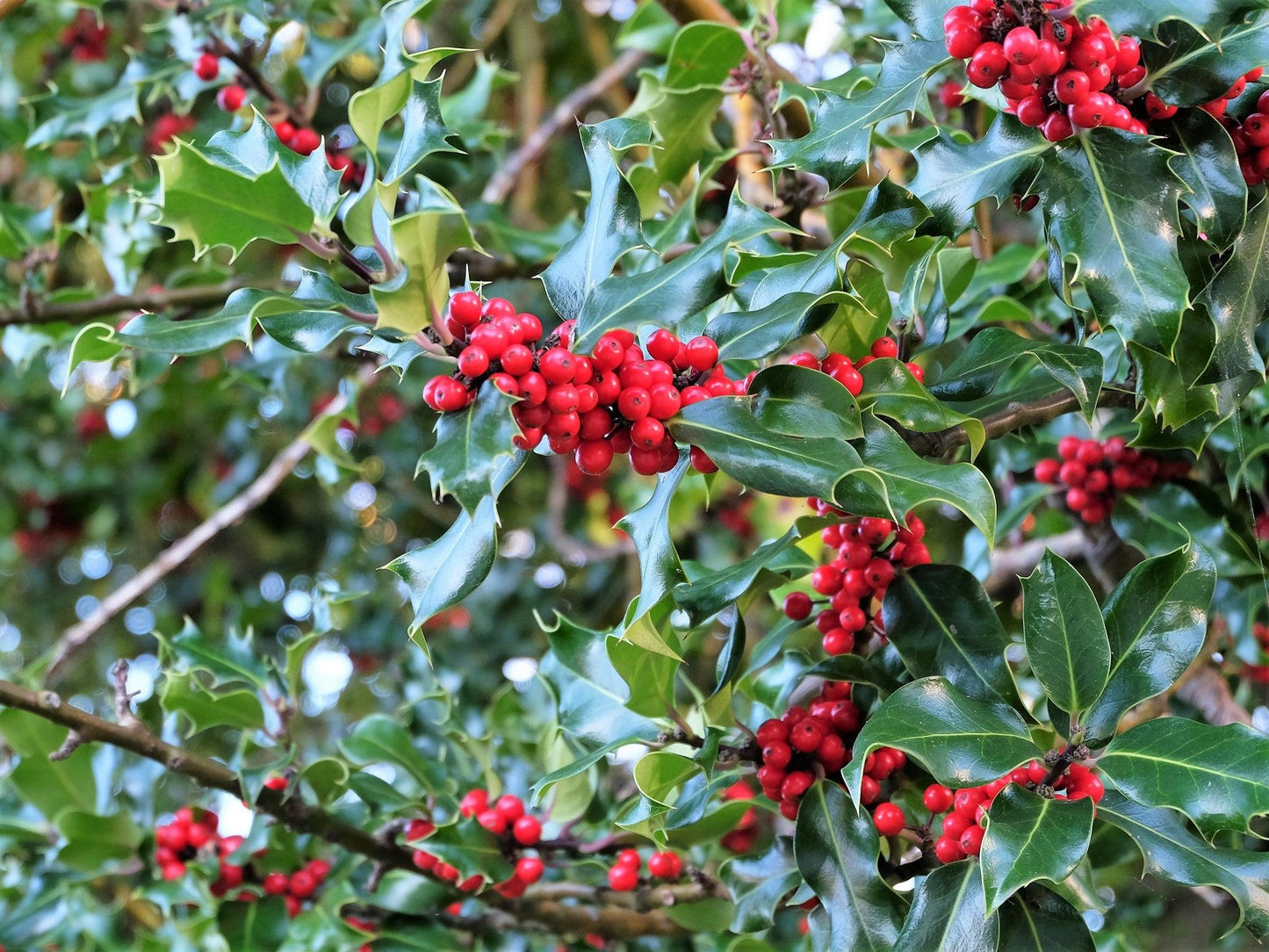 ILEX opaca Dan Fenton-American holly