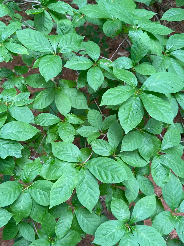 NYSSA SYLVATICA `RED SPLYNDOR`-Black Gum