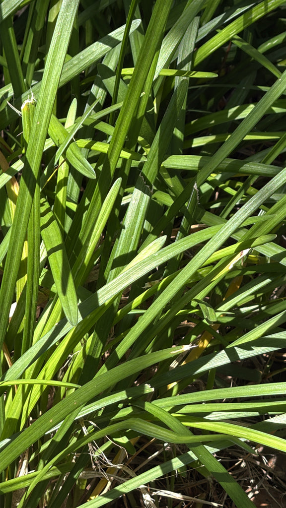 LIRIOPE MUSCARI `MONROE WHITE`-lilyturf