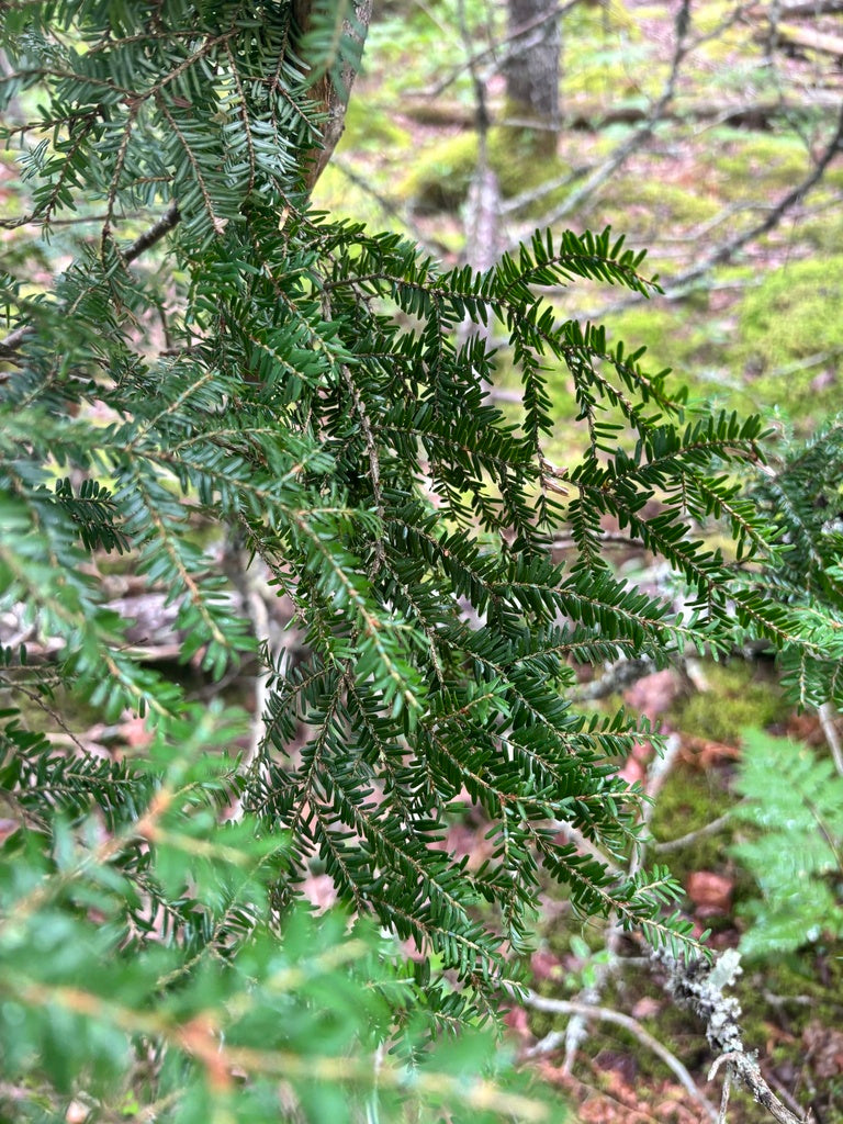 TSUGA can. Sargentii-Eastern hemlock