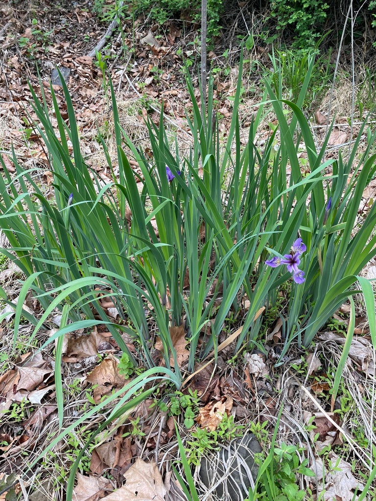 Iris versicolor 3.42L