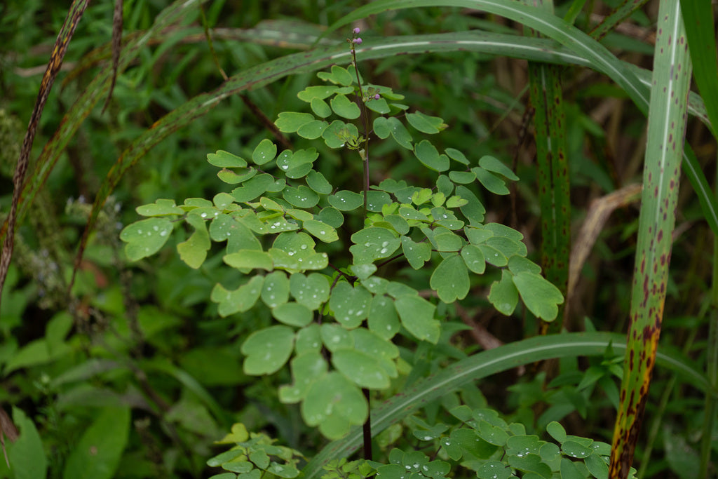 THALICTRUM ROCHEBRUNIANUM