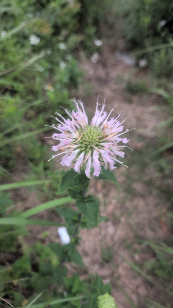 Monarda Fistulosa 3.42 L