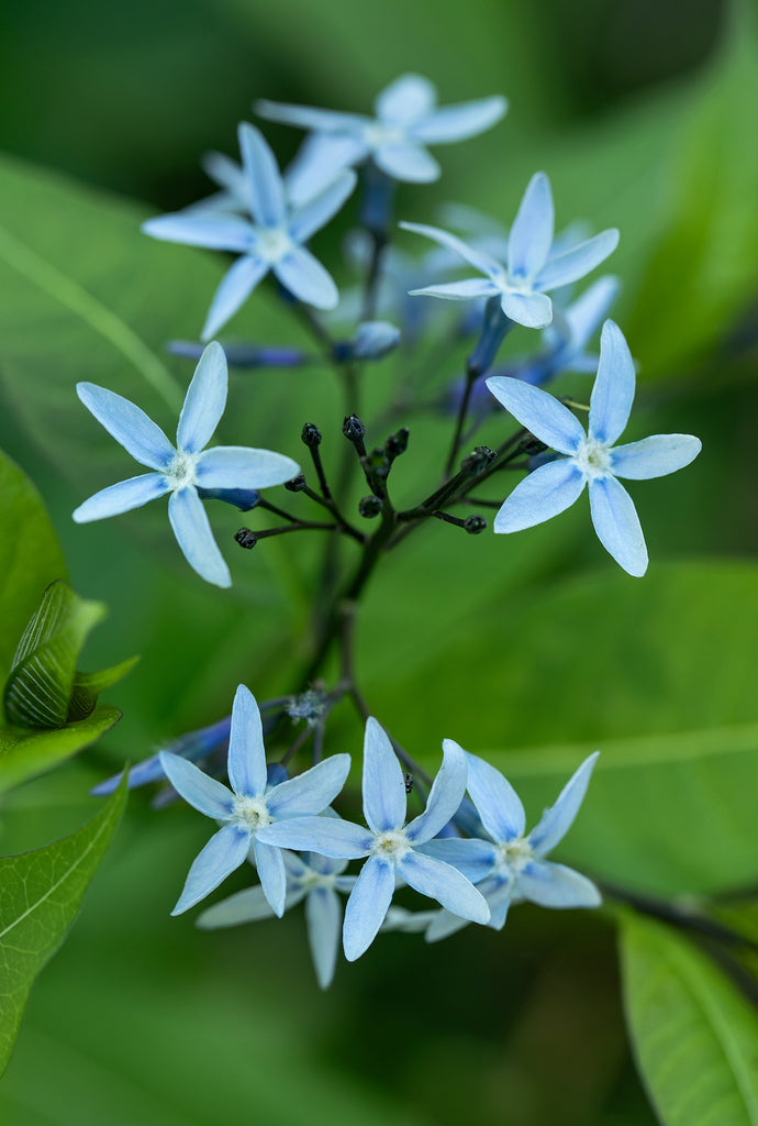 Amsonia Tabernaemontana 3.42 L