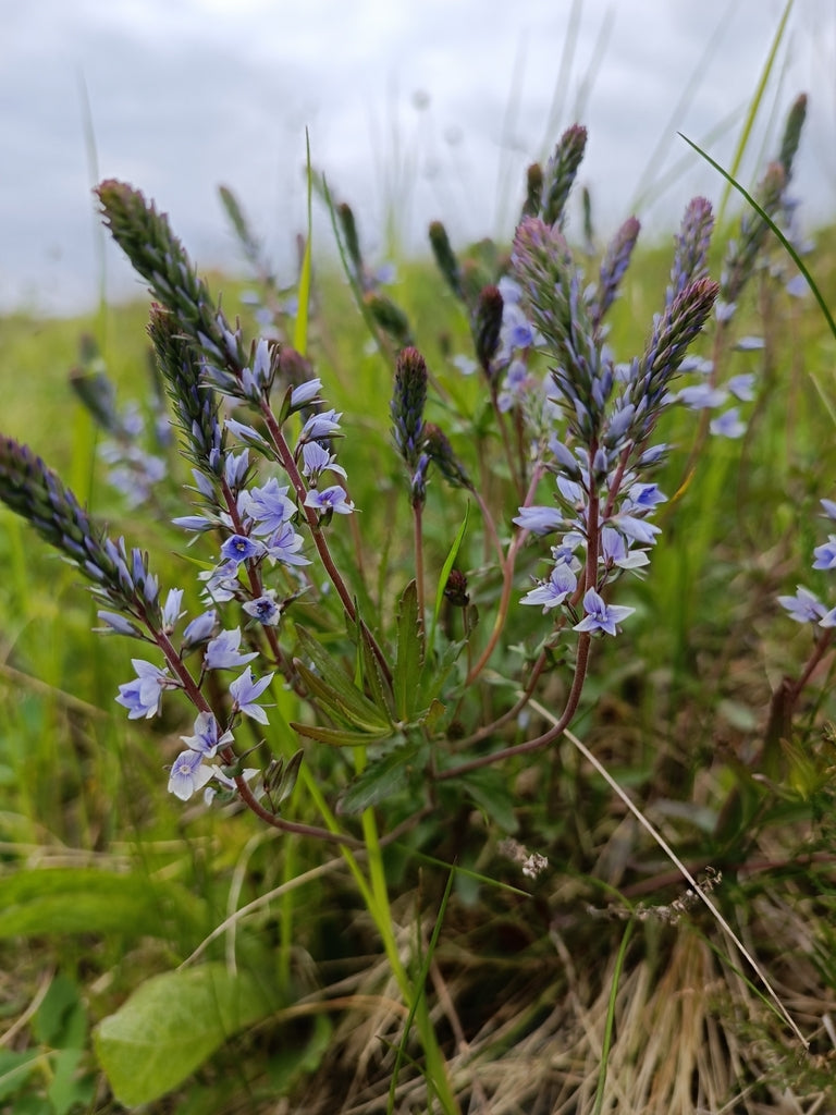 VERONICA PROSTRATA - 3`` POT