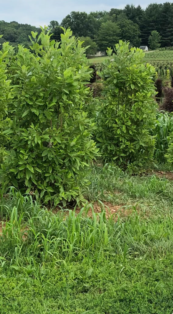 Sweetbay Magnolia | MAGNOLIA VIRGINIANA | 10-12 B&B Tree