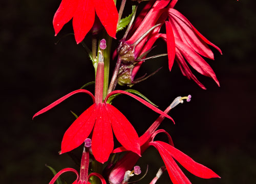 LOBELIA `BLACK TRUFFLE`