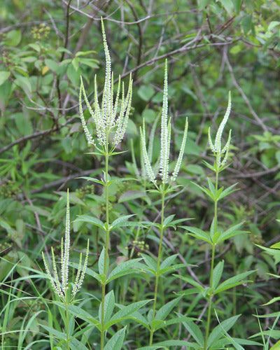VERONICASTRUM VIRGINICUM `ALBUM`