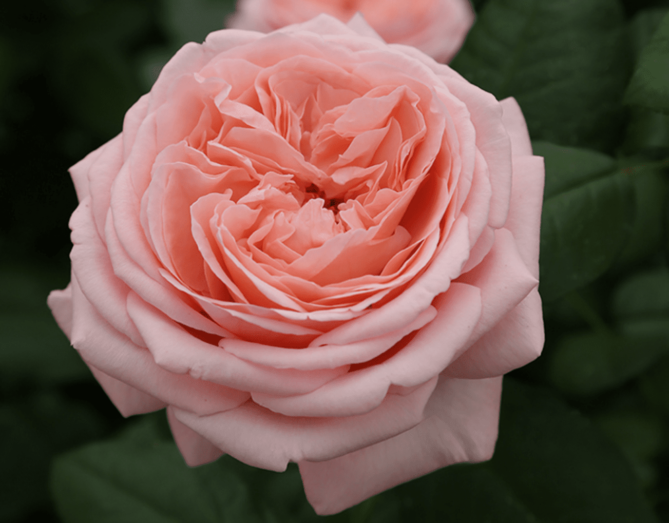 ROSA `MARTHA STEWART`™