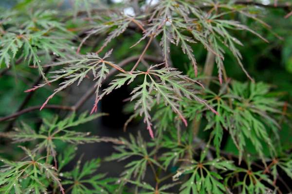 ACER pal. dis. Orangeola-Japanese maple