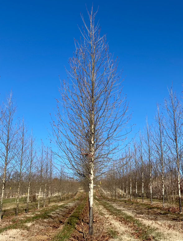 London Planetree | PLATANUS x acer. Exclamtion™ 3-3.5"C B&B Tree