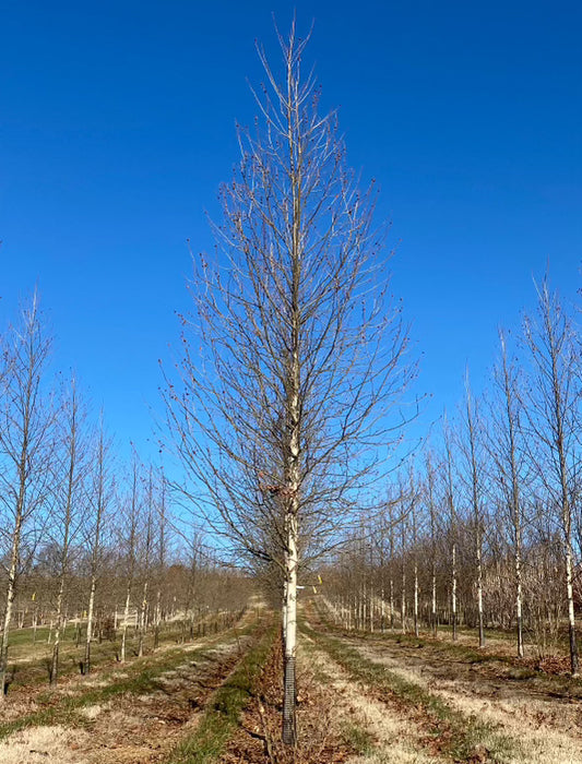 London Planetree | PLATANUS x acer. Exclamtion™ 3-3.5"C B&B Tree