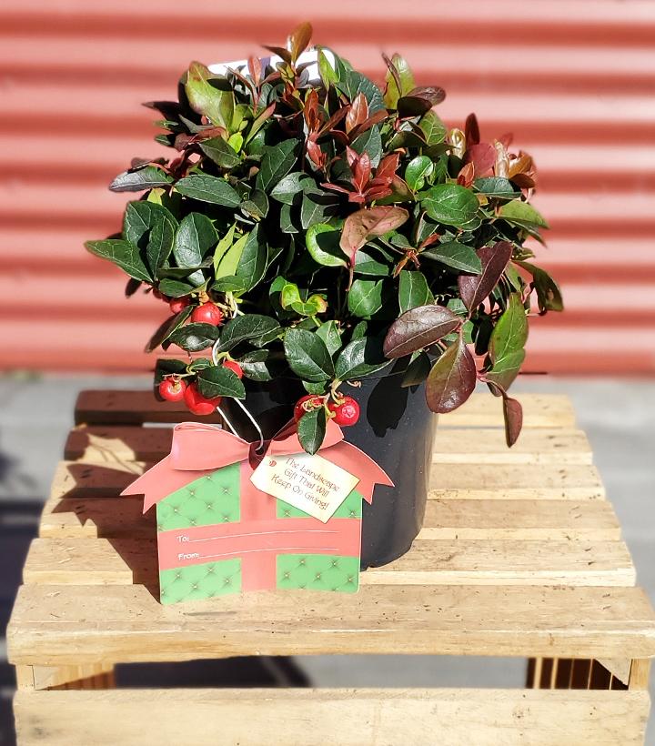 GAULTHERIA PROCUMBENS - 4`` POT