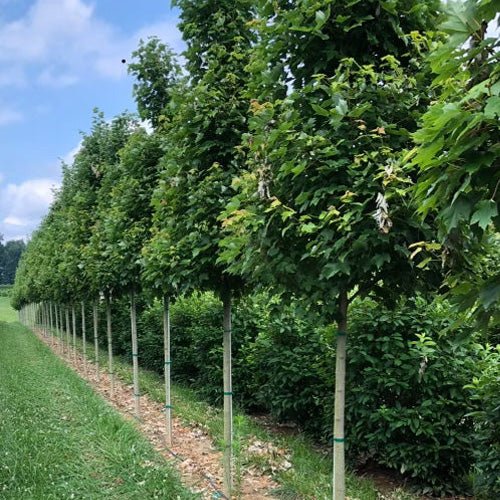 Redpointe Maple | Acer rubrum Redpointe® 2.5-3"C