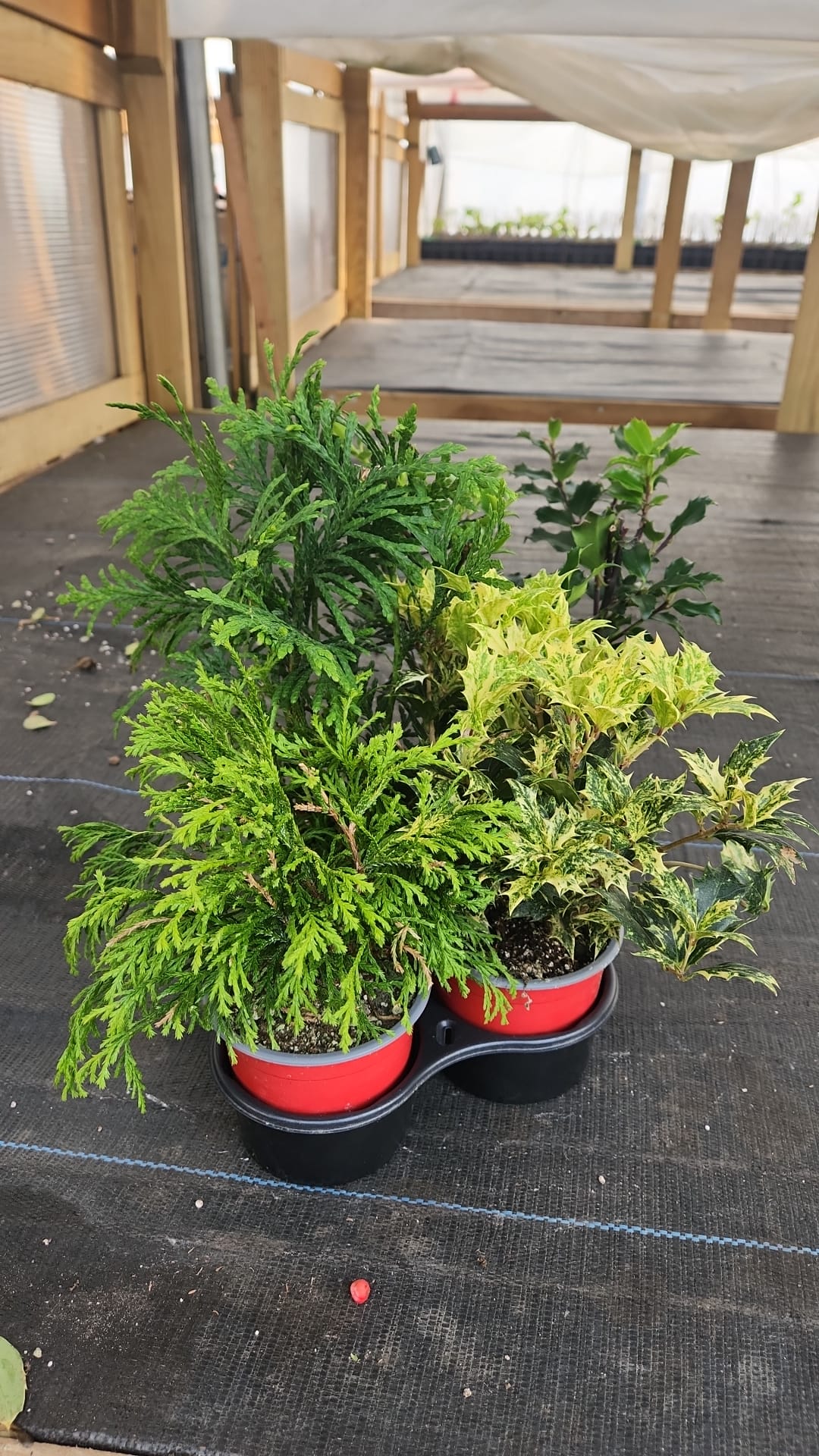 HOLIDAY COMBO RUDOLPH`S FAVORITE