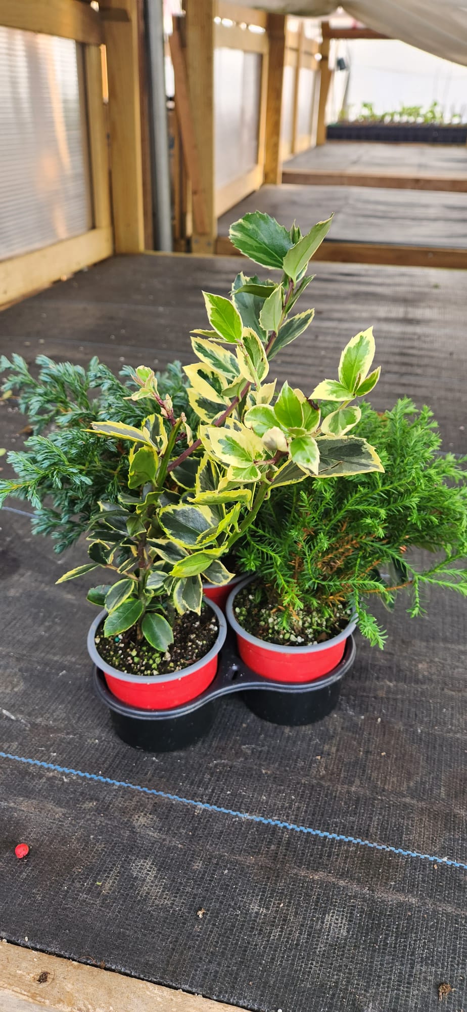 HOLIDAY COMBO SANTA`S CHOICE