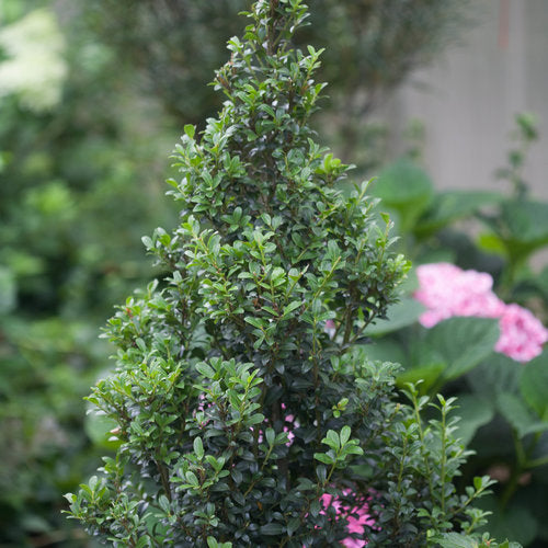ILEX CRENATA `SKY BOX`