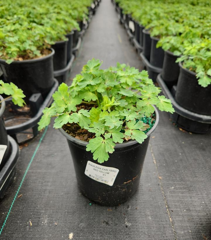 AQUILEGIA EARLYBIRD `PURPLE YELLOW`